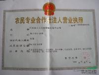 廣玉蘭價格，廣玉蘭資料，廣玉蘭栽培，廣玉蘭小苗價格，潢川廣玉