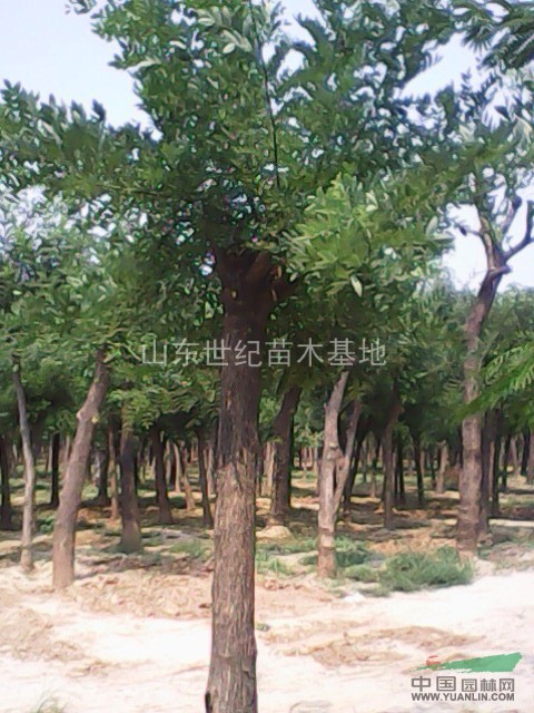 山東假植國(guó)槐樹2.5至3米定干多年12cm至40cm國(guó)槐價(jià)格