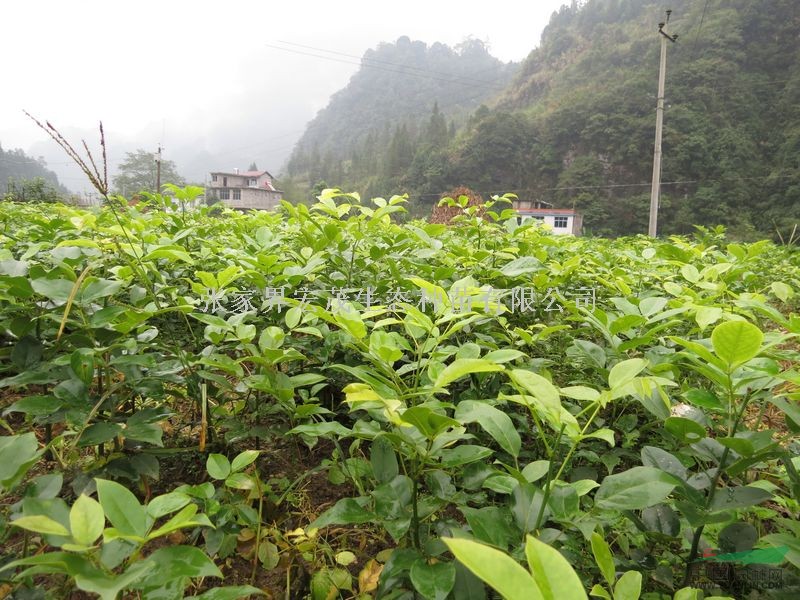 紅豆樹、珍稀植物、苗木投資找宏茂。種子苗木在張家界