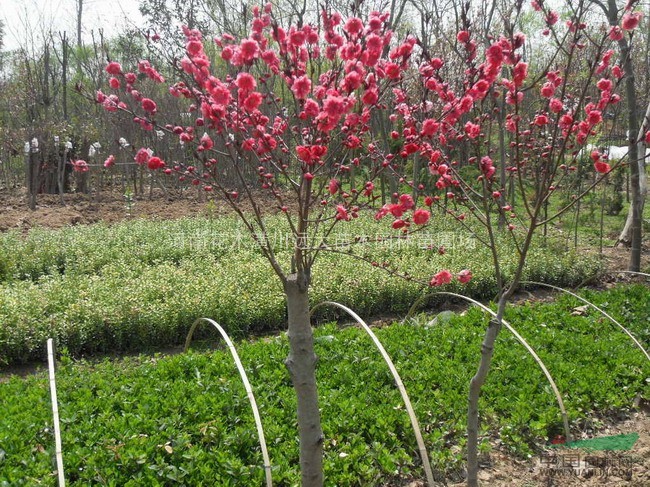 紅葉李價(jià)格，紅葉碧桃價(jià)格，紅花繼木價(jià)格，紅葉石楠價(jià)格，紅瑞木