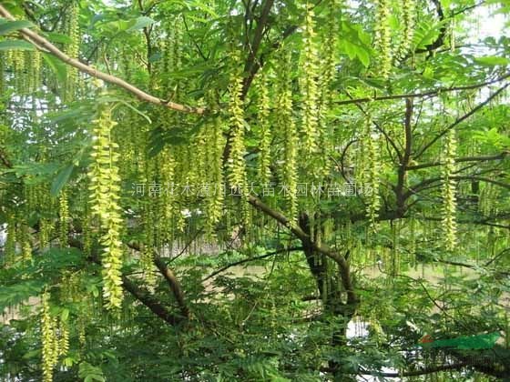 許昌最新園林資料：許昌花卉價格表,許昌花木價格表,許昌苗木價