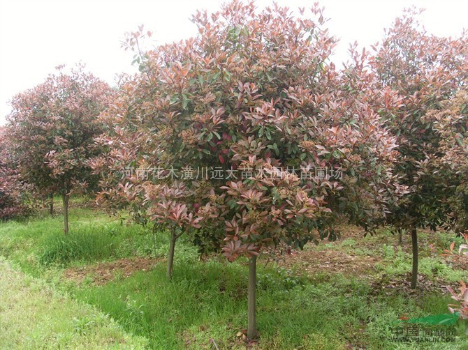 蜀檜價(jià)格，刺槐價(jià)格，黃山欒樹價(jià)格，紫薇價(jià)格，紅葉李價(jià)格 