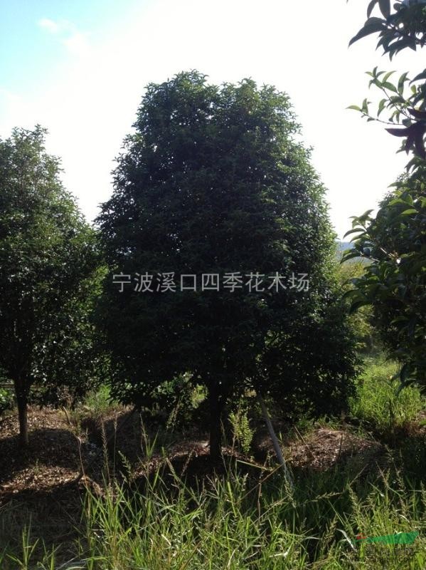 金桂
