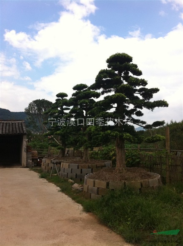 造型羅漢松