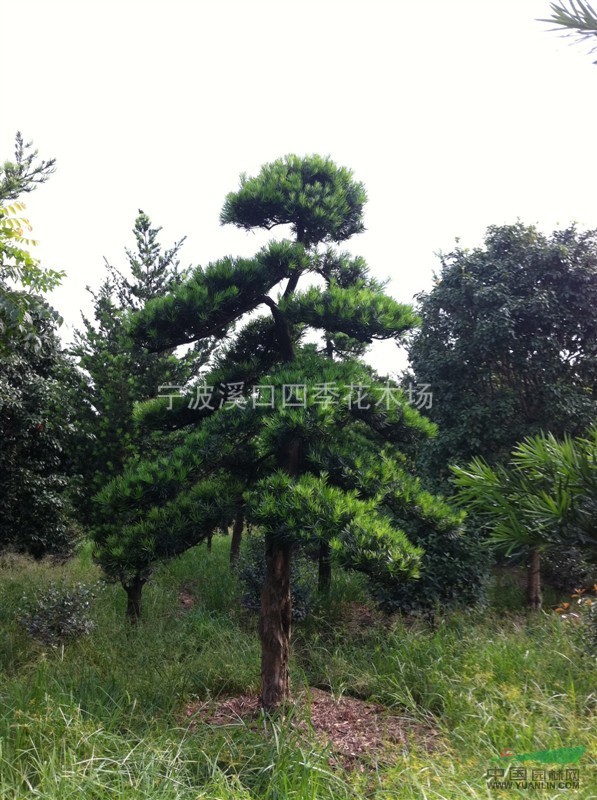 造型羅漢松