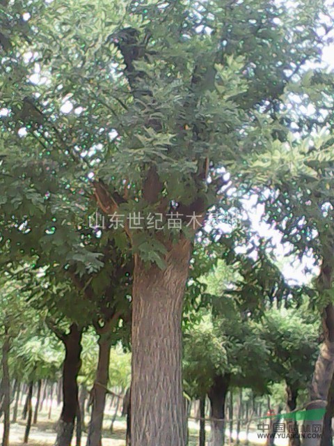 渭南國槐樹價格山東國槐基地10cm-30cm國槐樹