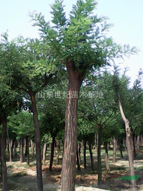 渭南國槐樹價格山東國槐基地10cm-30cm國槐樹
