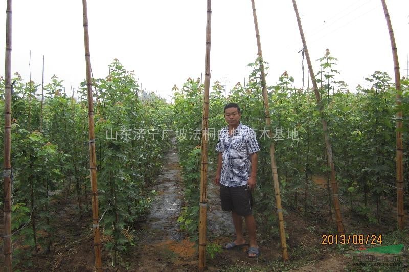 低價法桐 特價法桐樹 山東法桐價格 李營造型法桐 廣坡法桐苗