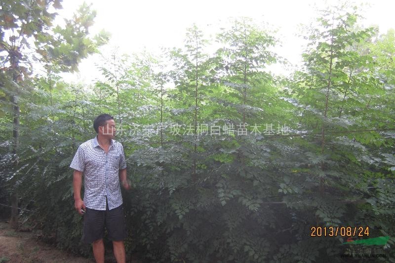 低價法桐 特價法桐樹 山東法桐價格 李營造型法桐 廣坡法桐苗
