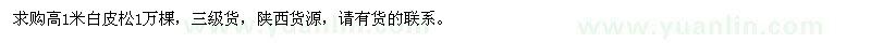 求購高1米白皮松