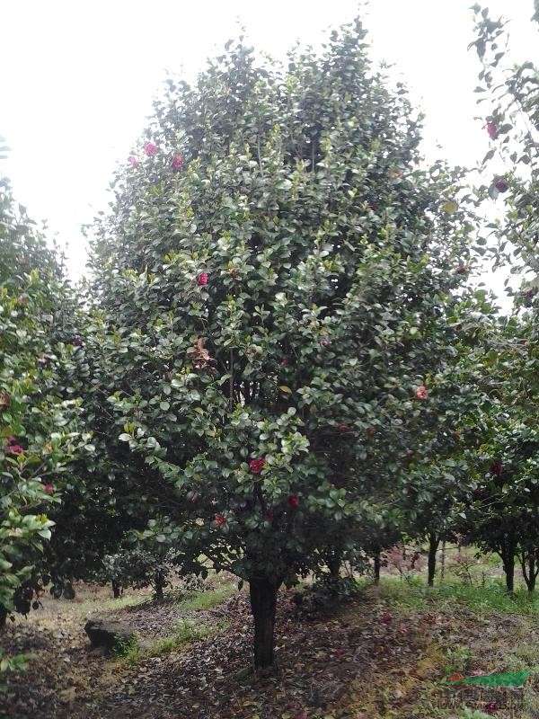 寧波奉化苗木供應(yīng)茶花
