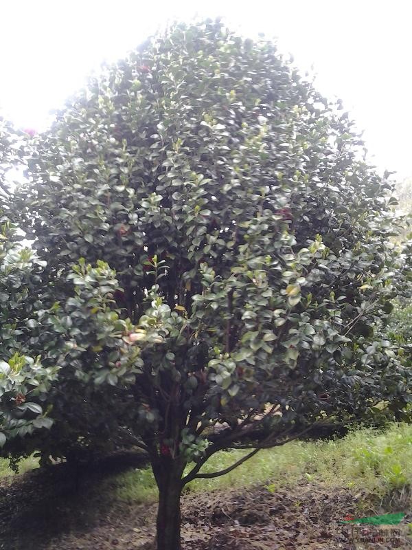 寧波奉化苗木供應(yīng)茶花