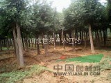 18公分兩年帽白蠟樹(shù)