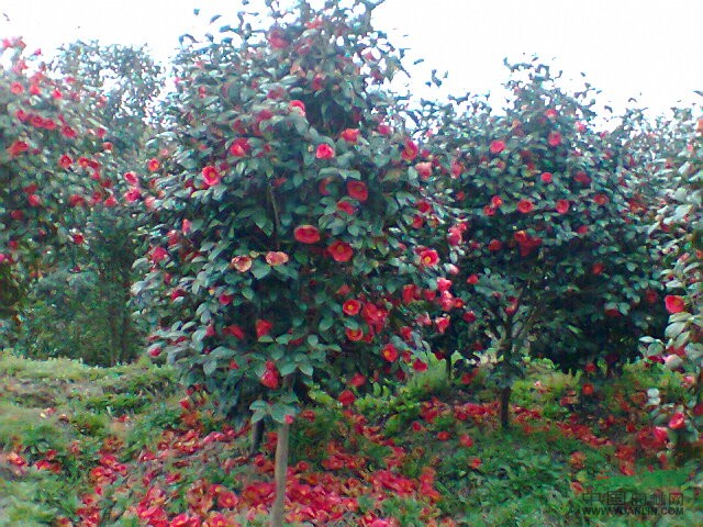 寧波奉化供應(yīng)茶花耐冬