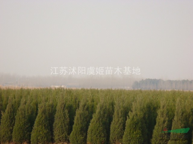 蜀檜大小規(guī)格齊全