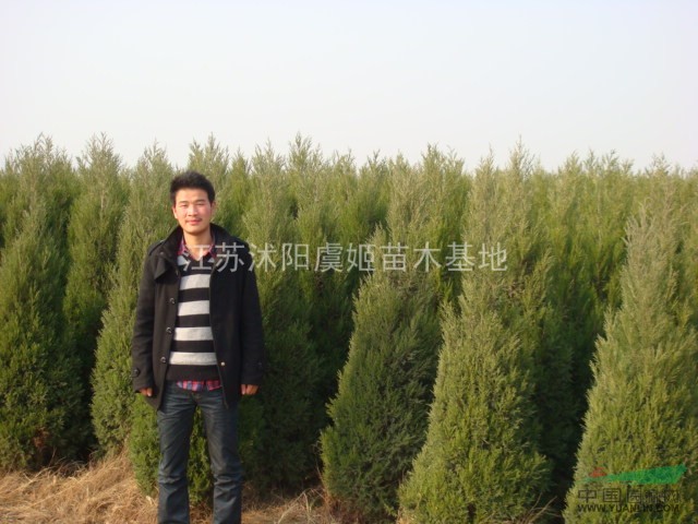 蜀檜大小規(guī)格齊全