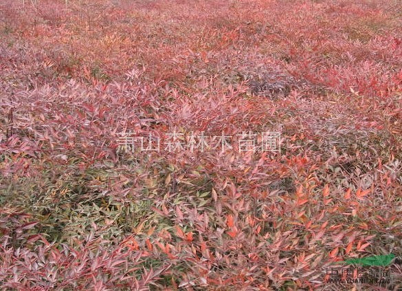 南天竹杯苗/地栽/球型,苗圃低價，苗子粗壯齊整