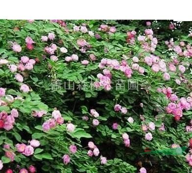 低價(jià)直銷//浙江薔薇/蕭山薔薇1-2年苗，苗粗壯齊整，無病害