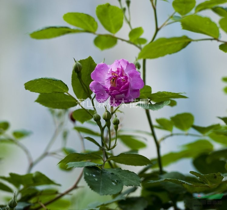 低價(jià)直銷//浙江薔薇/蕭山薔薇1-2年苗，苗粗壯齊整，無病害