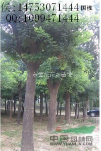 山東世紀(jì)苗木基地國(guó)槐樹場(chǎng)數(shù)量大/移栽國(guó)槐樹最多