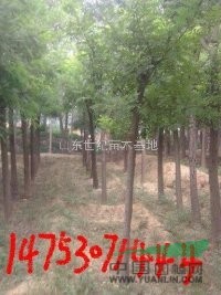 山東世紀(jì)苗木基地國(guó)槐樹場(chǎng)數(shù)量大/移栽國(guó)槐樹最多