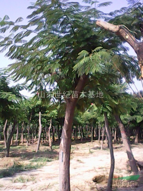 20公分兩年冒合歡樹價格世紀苗木基地合歡樹量比較大