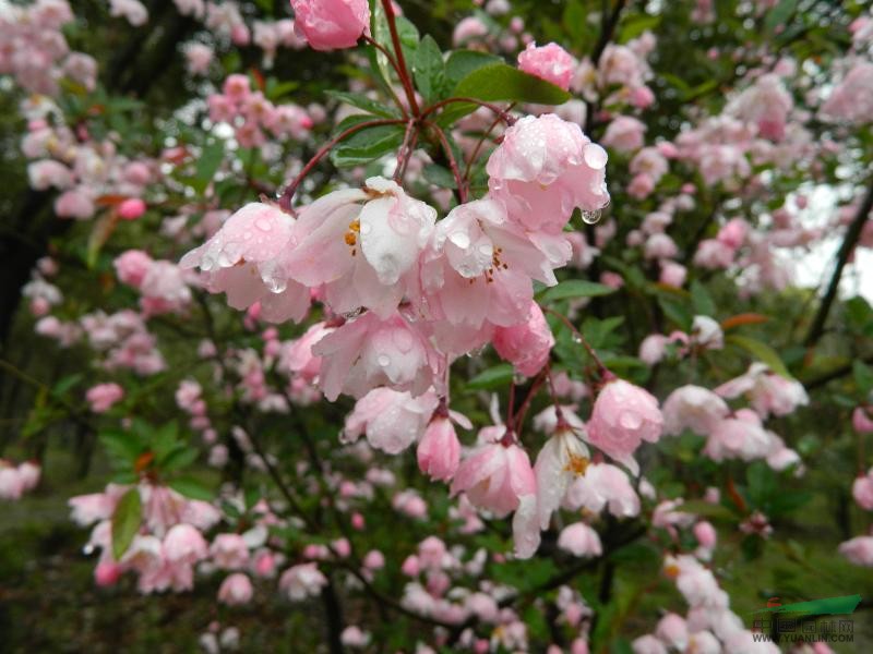 供应大量香樟、垂柳、桂花、紫薇、垂丝海棠等苗木