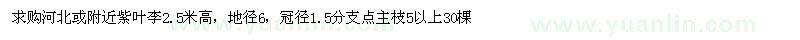 求購高2.5米紫葉李