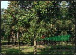濮陽(yáng)市廣玉蘭價(jià)格