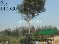 槐樹15公分價(jià)格15公分原生冠槐樹15公分移植價(jià)格
