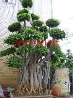 榕樹盆景，綠化樹盆景：高度2-7米，盆栽苗，自產自銷