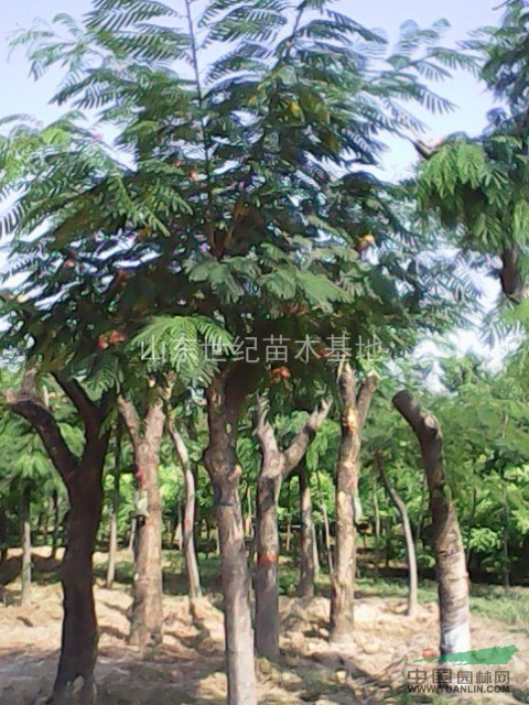 遼寧合歡樹價(jià)格