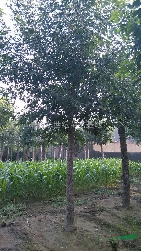 白蠟樹航道小區(qū)使用