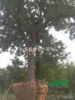 槐樹20公分什么價(jià)格20公分的國槐樹有什么標(biāo)準(zhǔn)