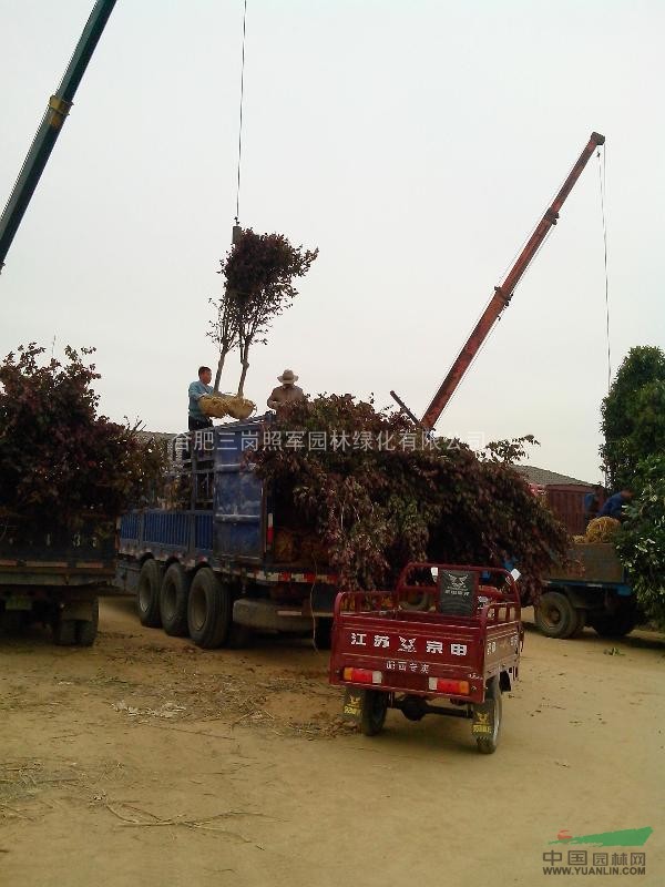 低價供應紅葉李烏桕桂花三角楓紫薇大葉女貞香樟廣玉蘭榔榆樸樹