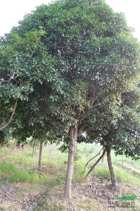 江西桂花樹 江西桂花苗木基地