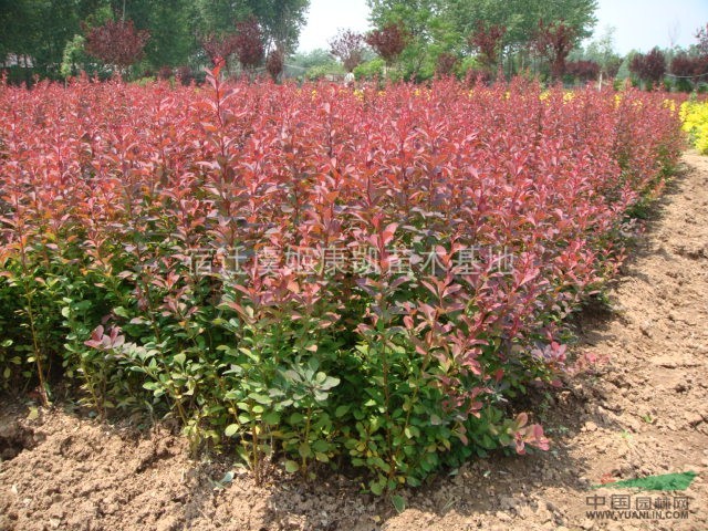 紅帽子月季，豐花月季，樹(shù)狀月季，藤本月季，地被月季