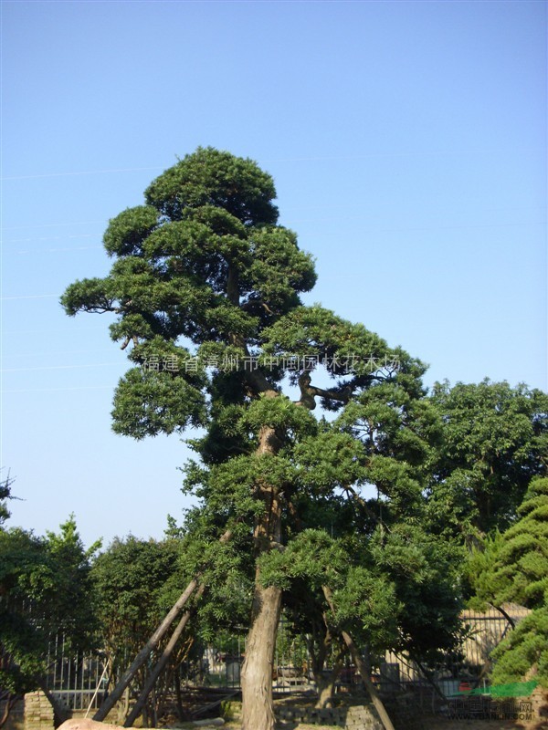 羅漢松：盆景，米徑5-50公分，臺灣，中國，日本品種，自產