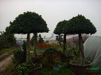 榕樹盆景，高度2-7米，造型，綠化樹盆景