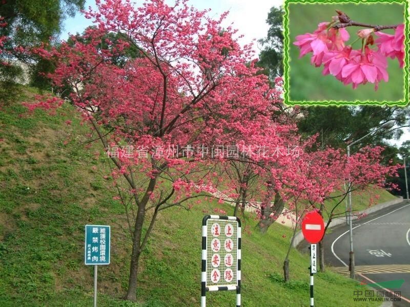 櫻花：米徑5-20地苗和袋苗：日本，東櫻，晚櫻，福建山櫻花，
