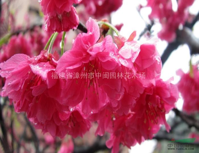 櫻花：米徑5-20地苗和袋苗：日本，東櫻，晚櫻，福建山櫻花，