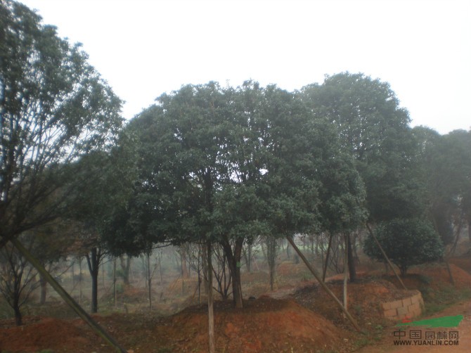 移栽桂花