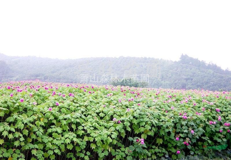 低價(jià)直銷//浙江木芙蓉/蕭山木芙蓉，無(wú)病害，樹形美,土球好