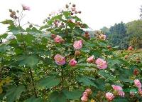 低價直銷//浙江木芙蓉/蕭山木芙蓉，無病害，樹形美,土球好