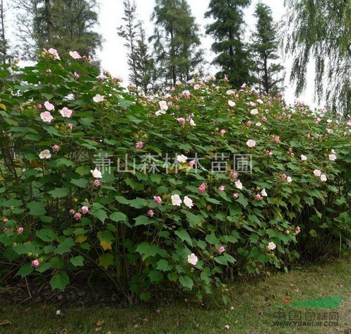 低價(jià)直銷//浙江木芙蓉/蕭山木芙蓉，無(wú)病害，樹形美,土球好