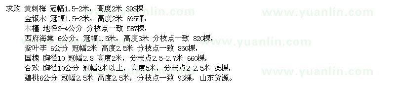 求購(gòu)黃刺玫、金銀木、木槿、紫葉李等