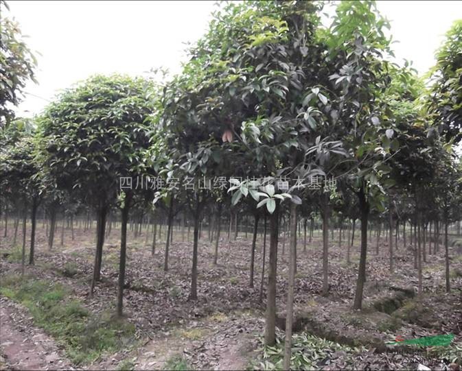 桂花 成都精品桂花 四川桂花 桂花報價 桂花圖片 造型桂花