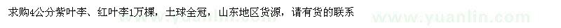 求購4公分紫葉李、紅葉李