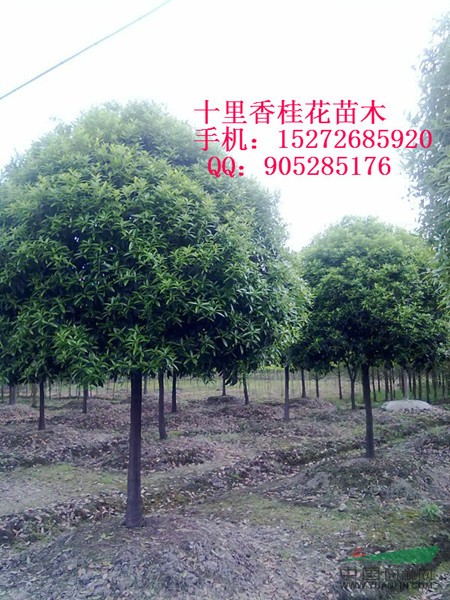 桂花苗，桂花小苗