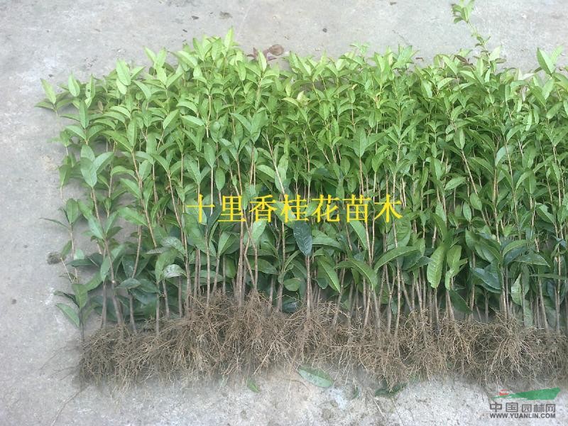 桂花苗，桂花小苗